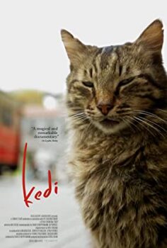 Kedi Yerli Film izle